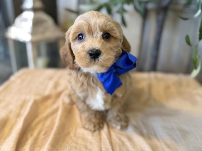 Golden Cavapoo boys