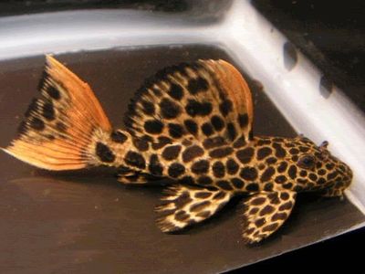 L-114 red tail sternella pleco