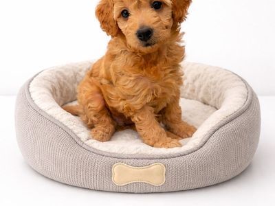 Adorable F1B Micro/Mini Goldendoodle female