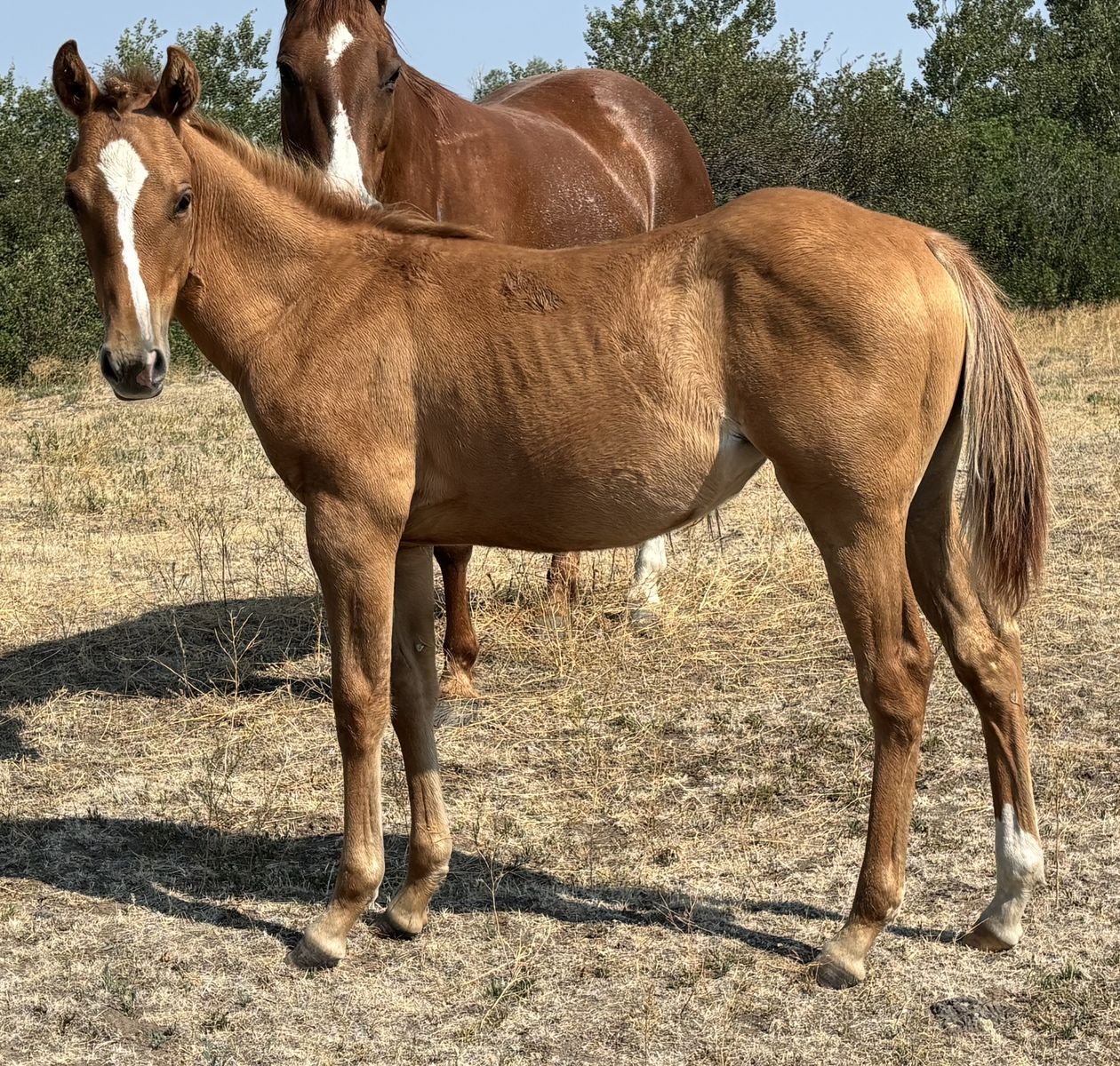 2026 Red Dun AQHA Registered Filly "Dream"