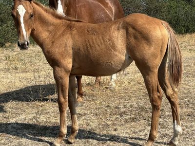 2026 Red Dun AQHA Registered Filly "Dream"