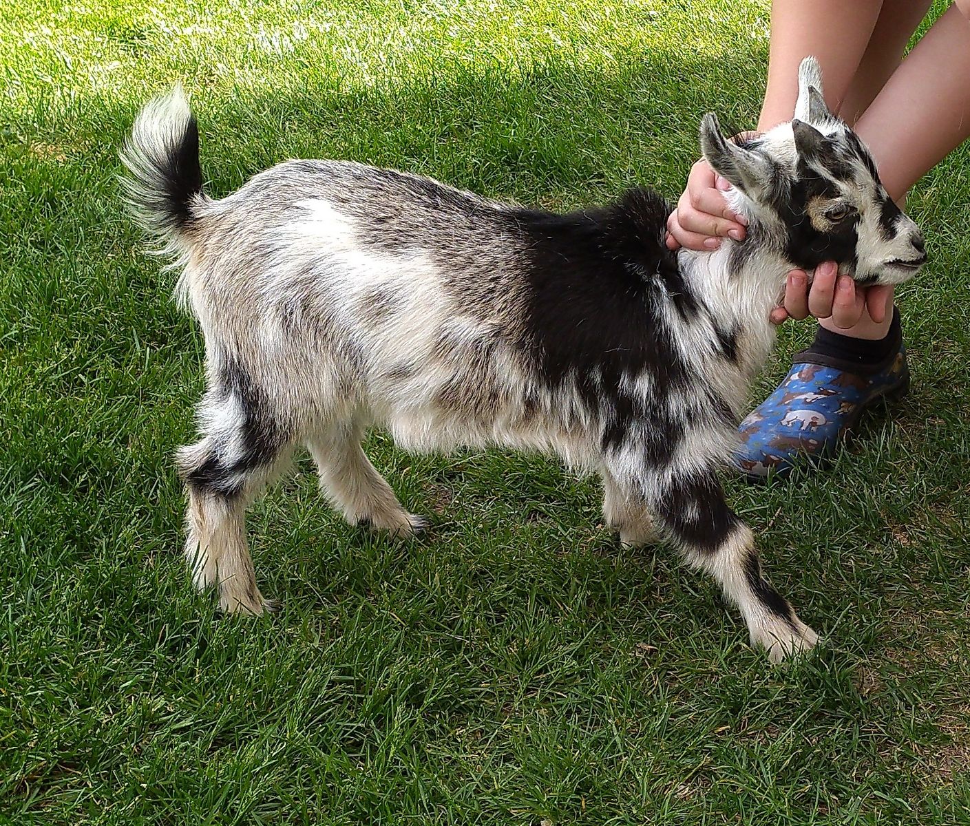 Nigerian Dwarf Male Kid