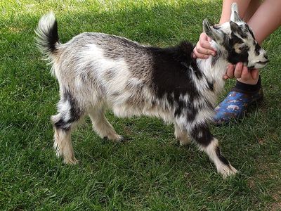 Nigerian Dwarf Male Kid