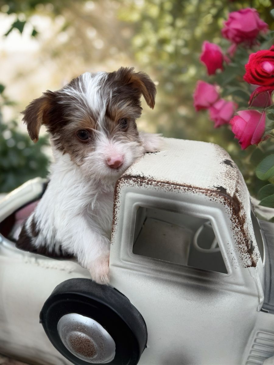 Teacup teeny tiny Yorkie puppies