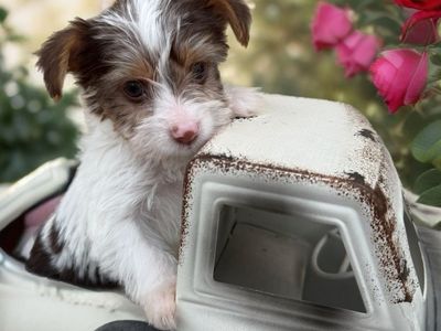 Teacup teeny tiny Yorkie puppies