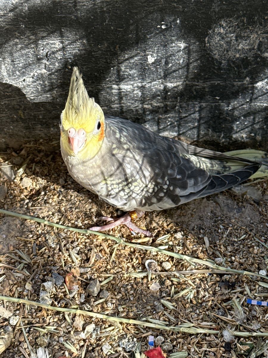Cockatiel