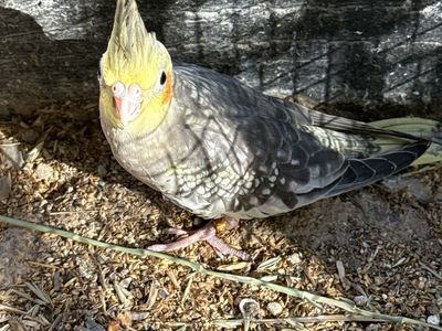 Cockatiel