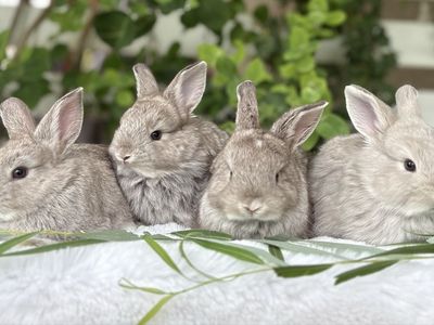 Beautiful Netherland Dwarf Angora Mix baby bunnies! Mostly girls!