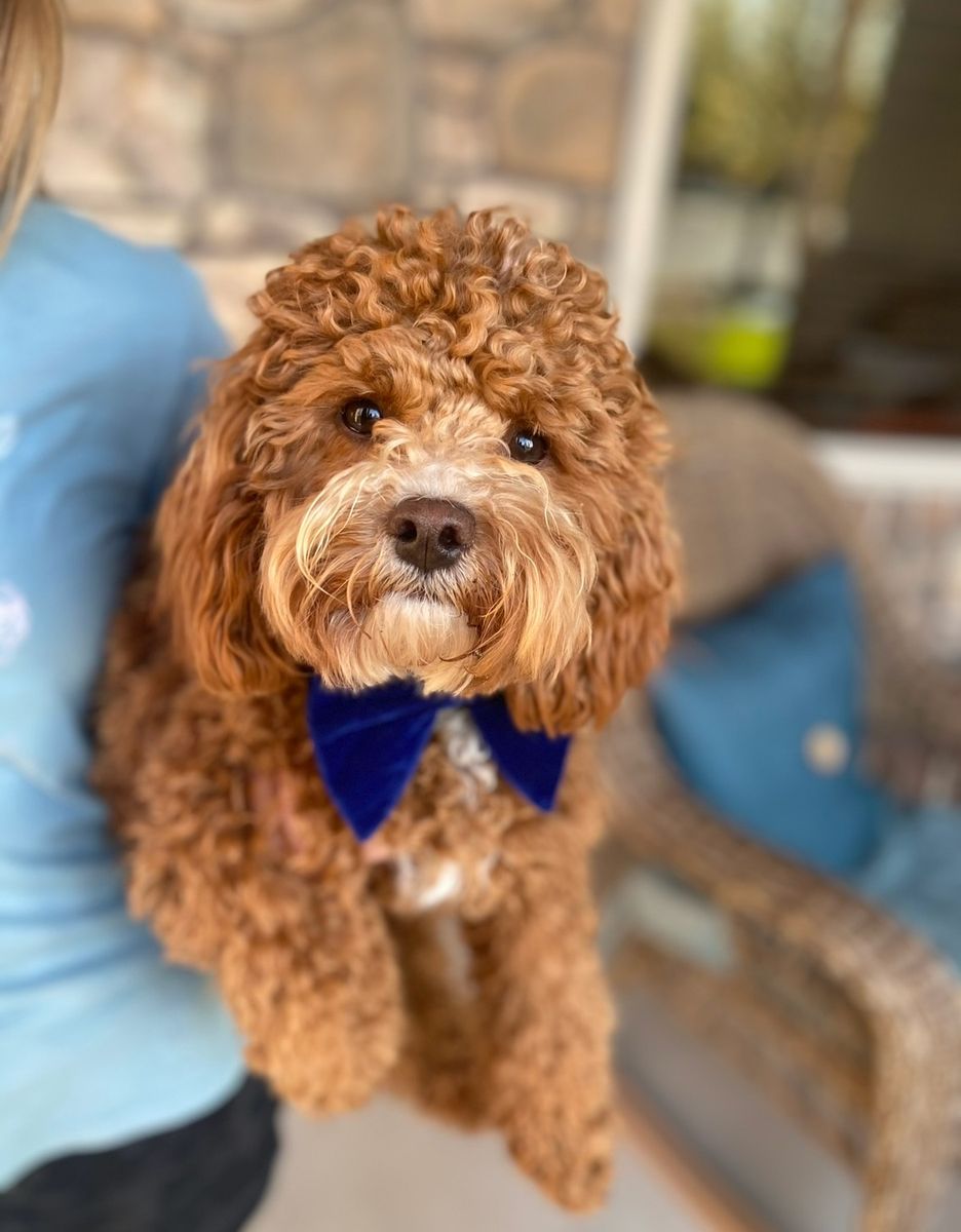 Darling Mini Cavapoo Stud - Charlie