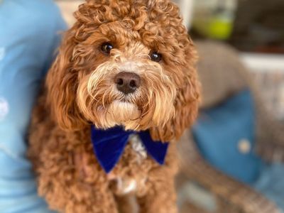 Darling Mini Cavapoo Stud - Charlie