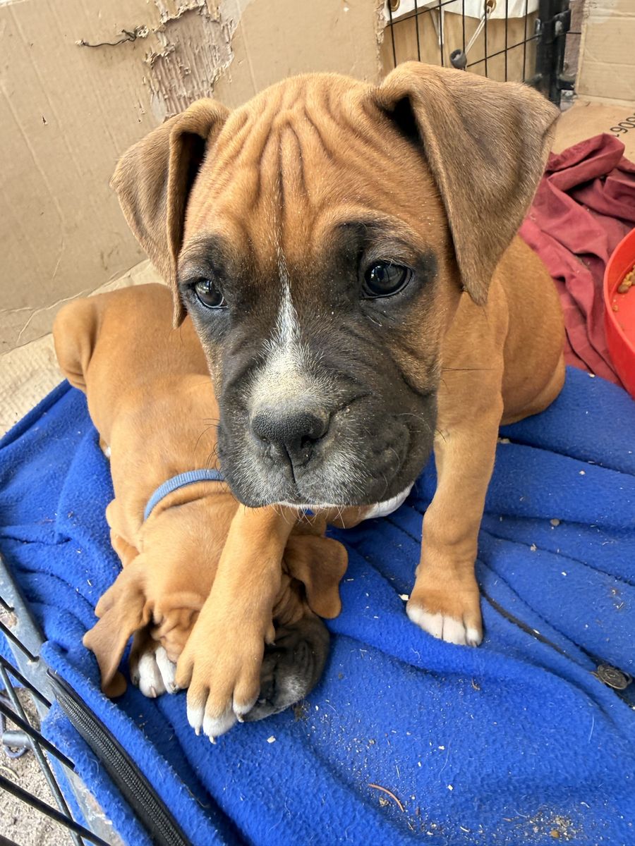 Boxer puppies
