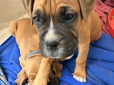 Boxer puppies