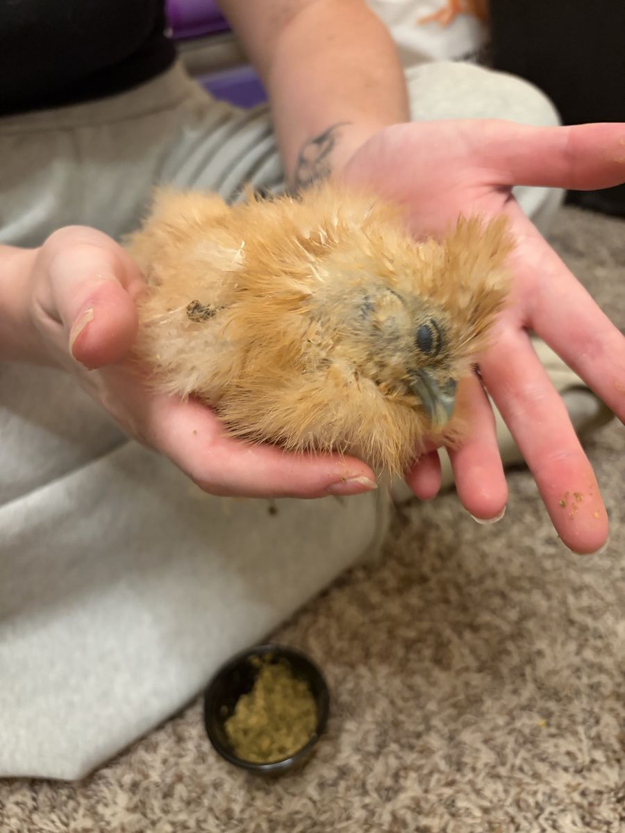 Hen