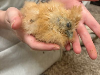 Hen