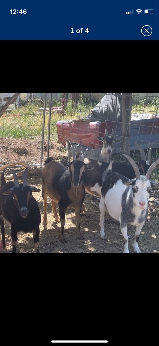 5 pregnant Nigerian dwarf