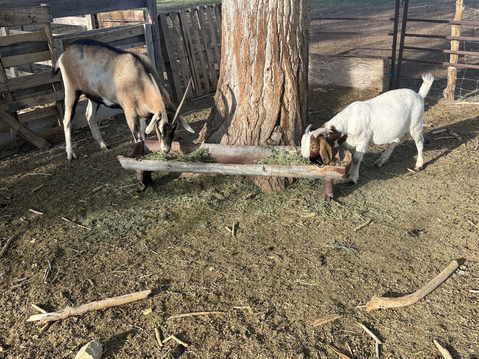 2 giant gentle wether goats for sale