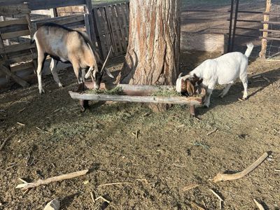 2 giant gentle wether goats for sale