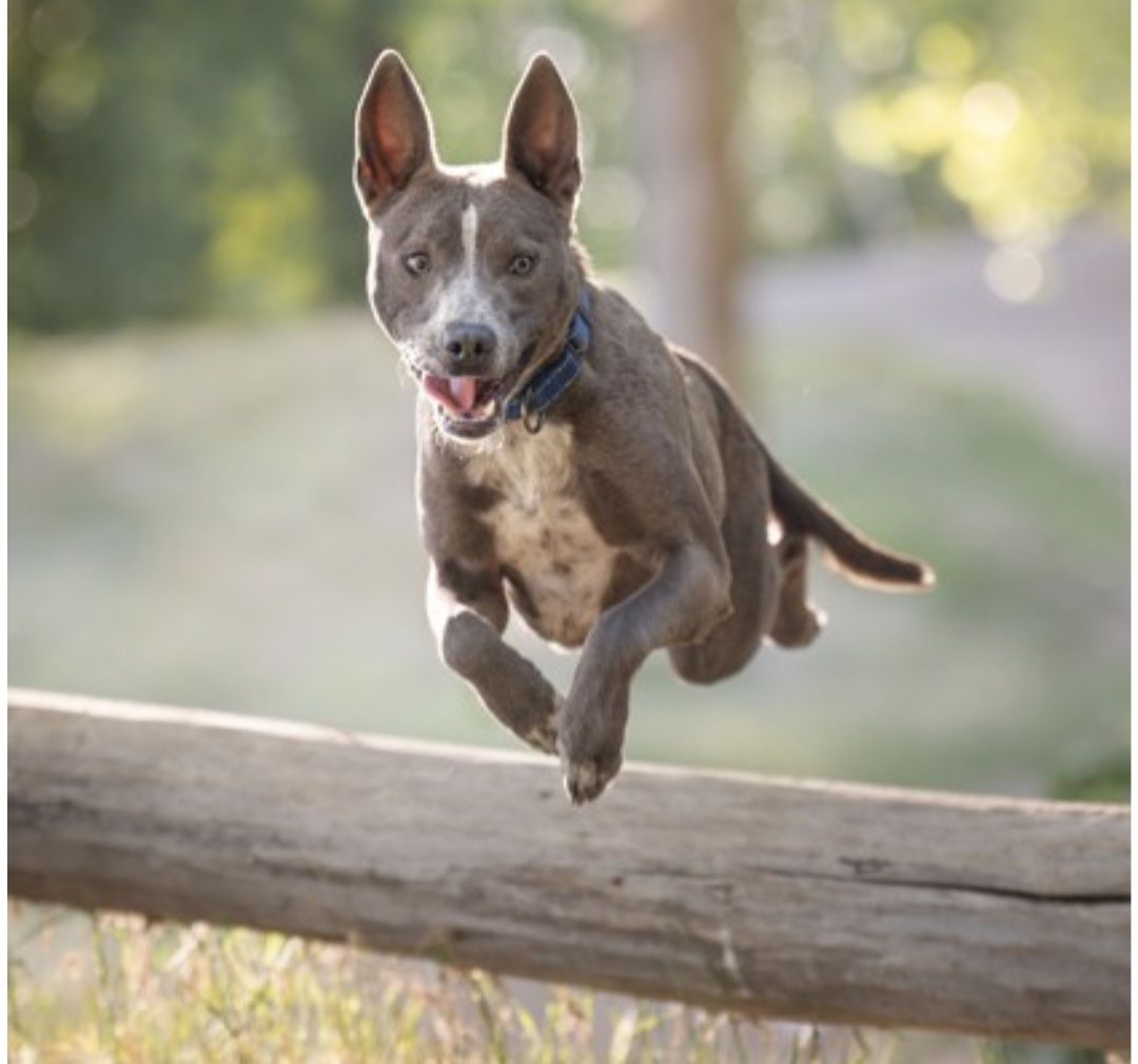 Trey, silver pitbull mix looking for a home