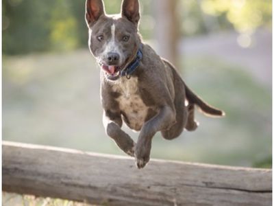 Trey, silver pitbull mix looking for a home