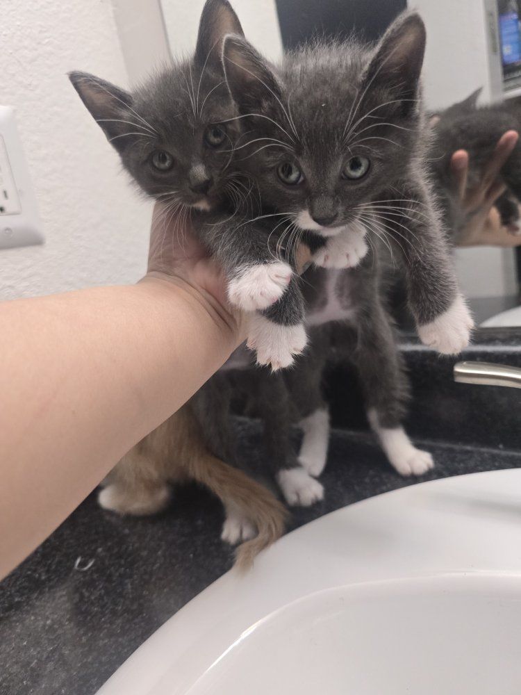 kittens