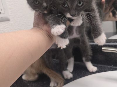 kittens