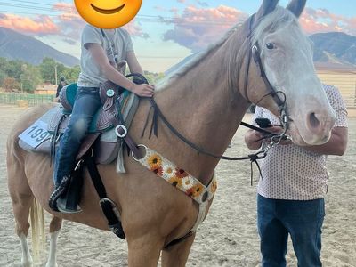 Palomino Barrel Gelding