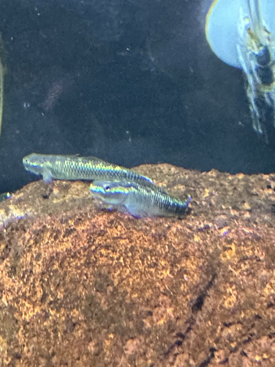 Stiphodon goby