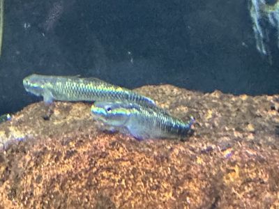 Stiphodon goby