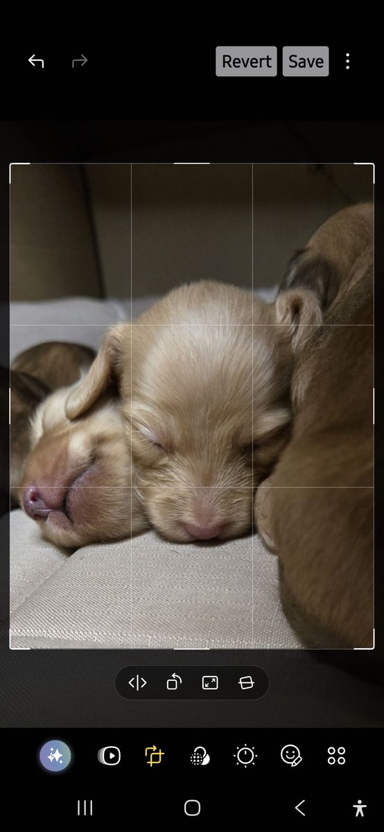 Minature longhaired cream dachshunds