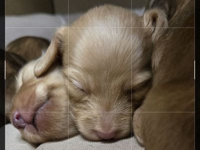 Minature longhaired cream dachshunds