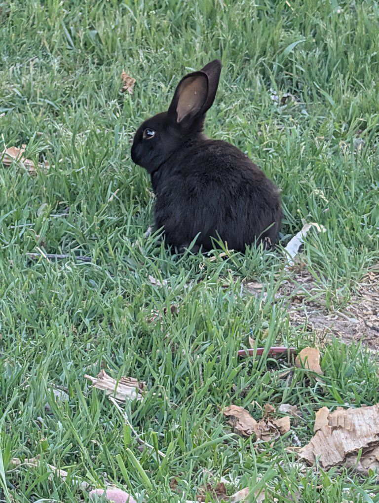 Bunny Rabbits