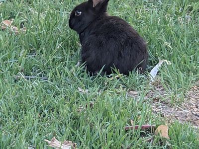 Bunny Rabbits