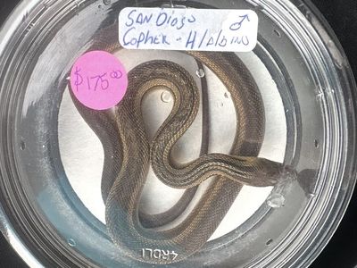San Diego Gopher Snake (Male) with Terrarium Setup - H/Albino