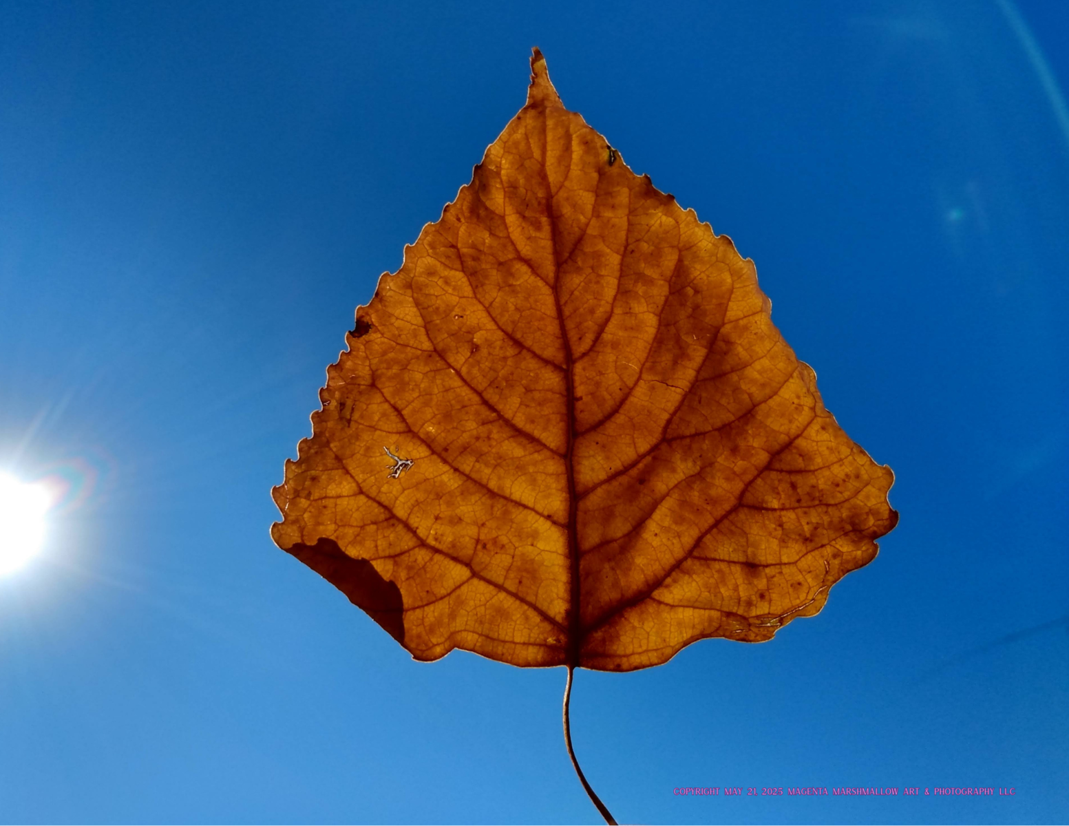 Leaf in the sun - Canvas Print