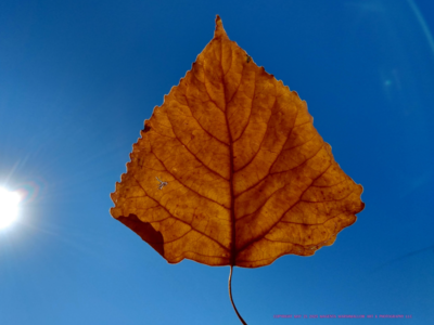 Leaf in the sun - Canvas Print