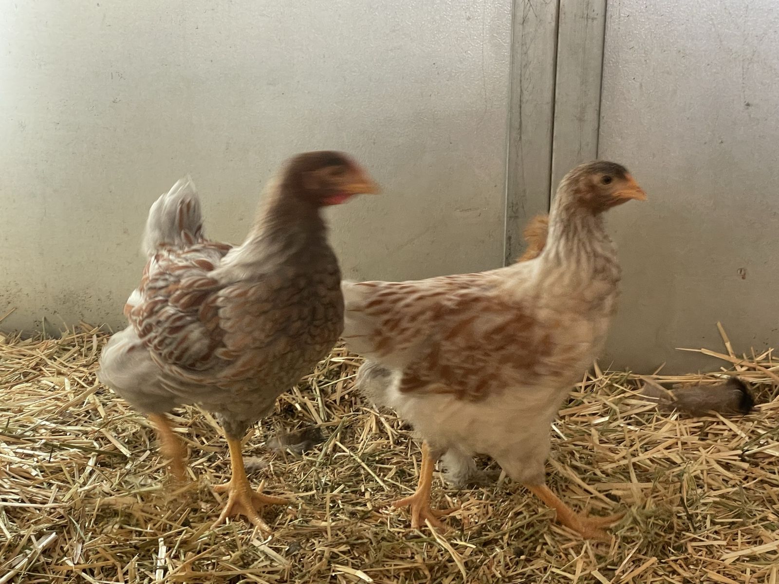 One Silkie Chick & Blue Laced Red Wyandotte Chick - Healthy Poultry