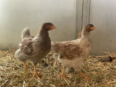 One Silkie Chick & Blue Laced Red Wyandotte Chick - Healthy Poultry