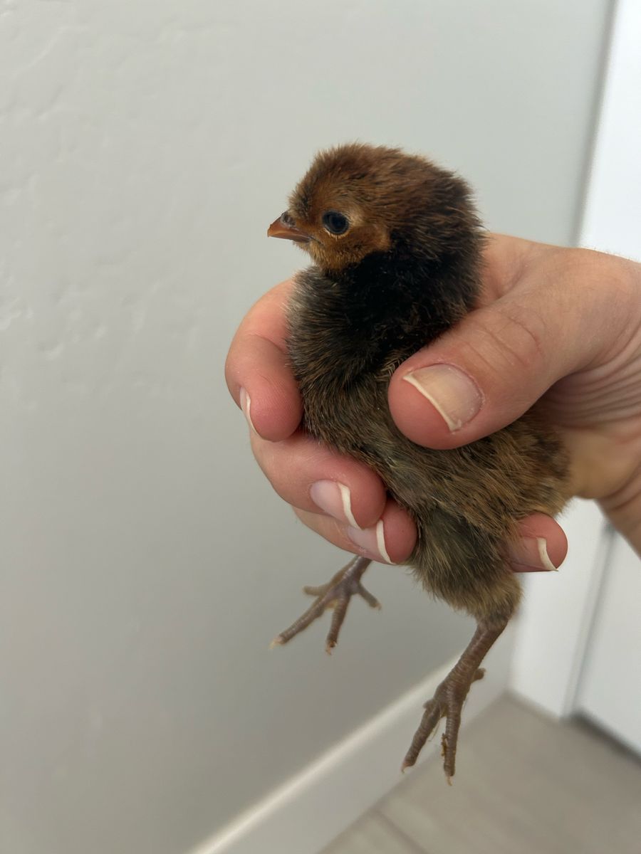 Golden Appenzeller Spitzhauben Rooster