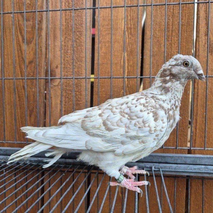 Hand-reared Fancy Squeaker Pigeons