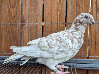 Hand-reared Fancy Squeaker Pigeons