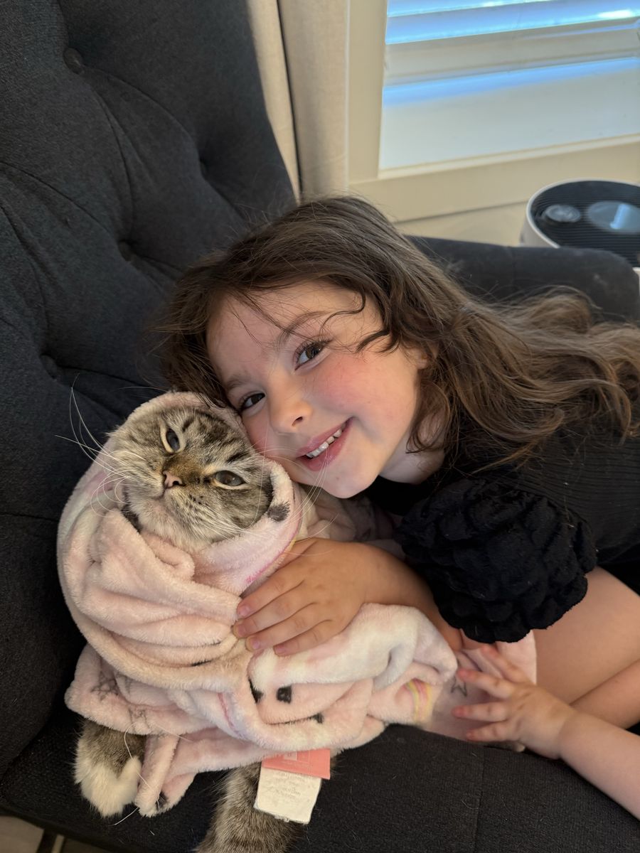 3 year old purebred ragdoll male