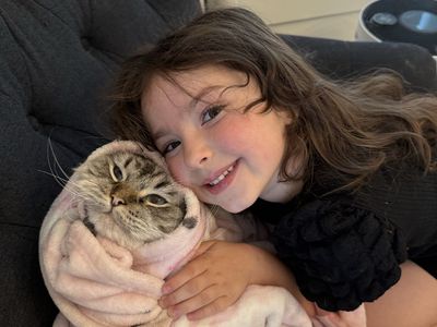 3 year old purebred ragdoll male