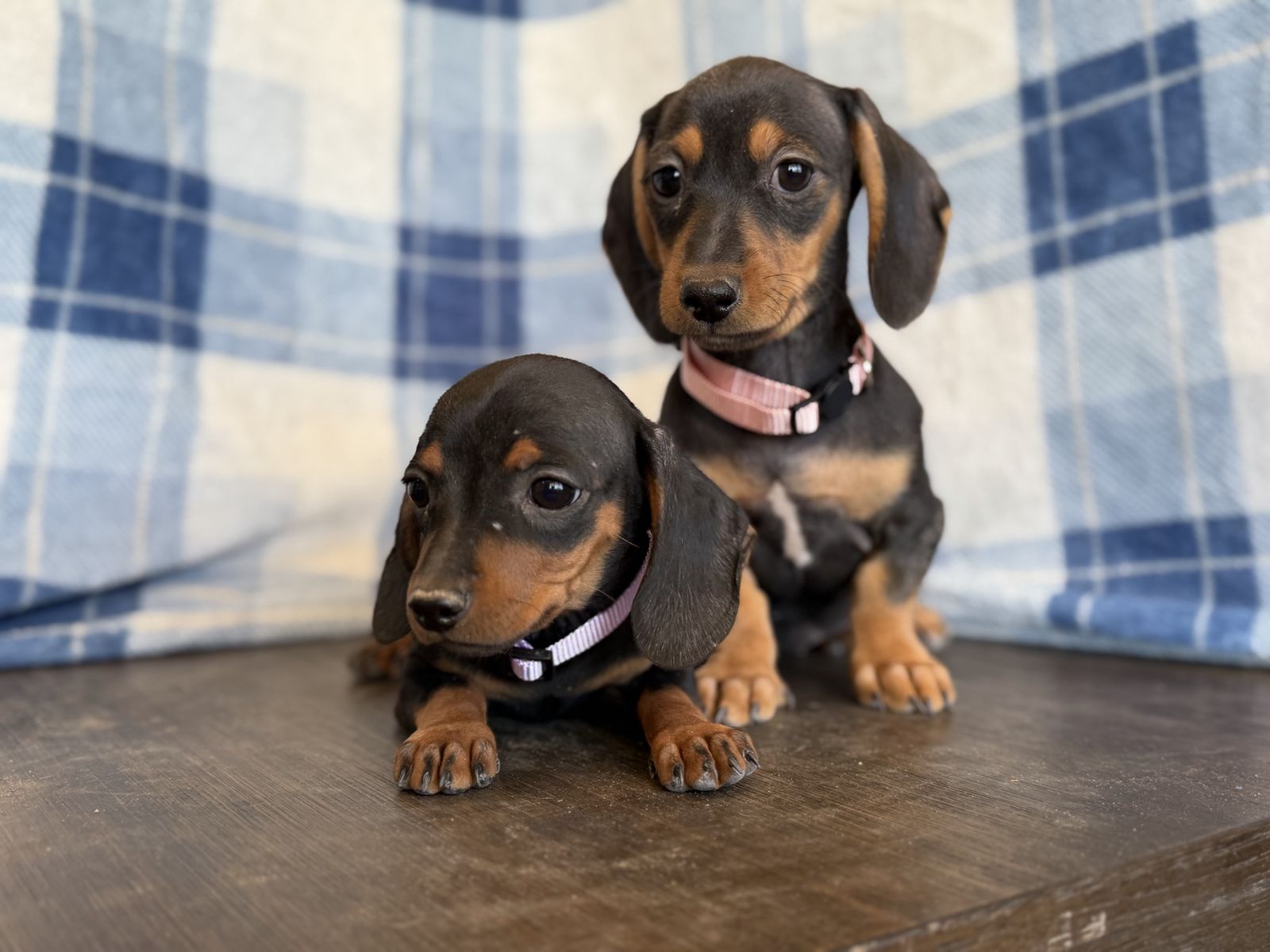 Tweenie dachshunds