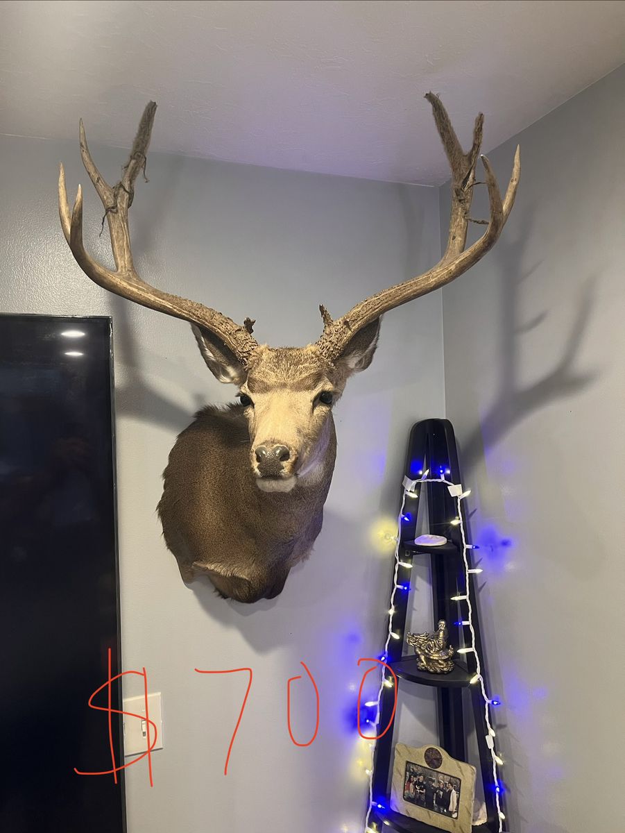 Deer & Antelope Mounts