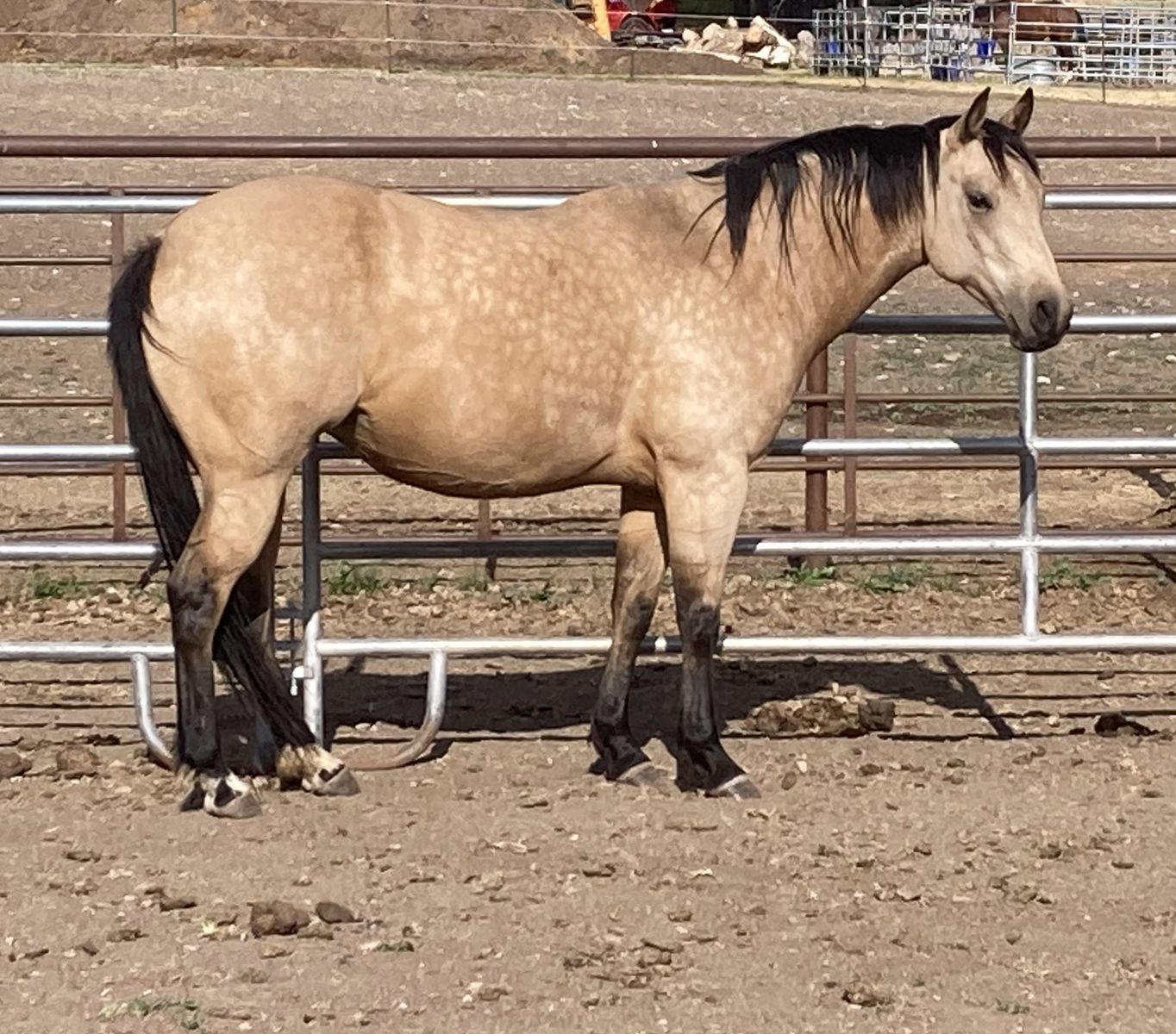 Colonel Freckles, Miss N Cash mare!