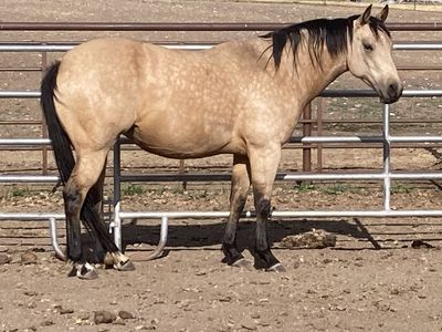Colonel Freckles, Miss N Cash mare!