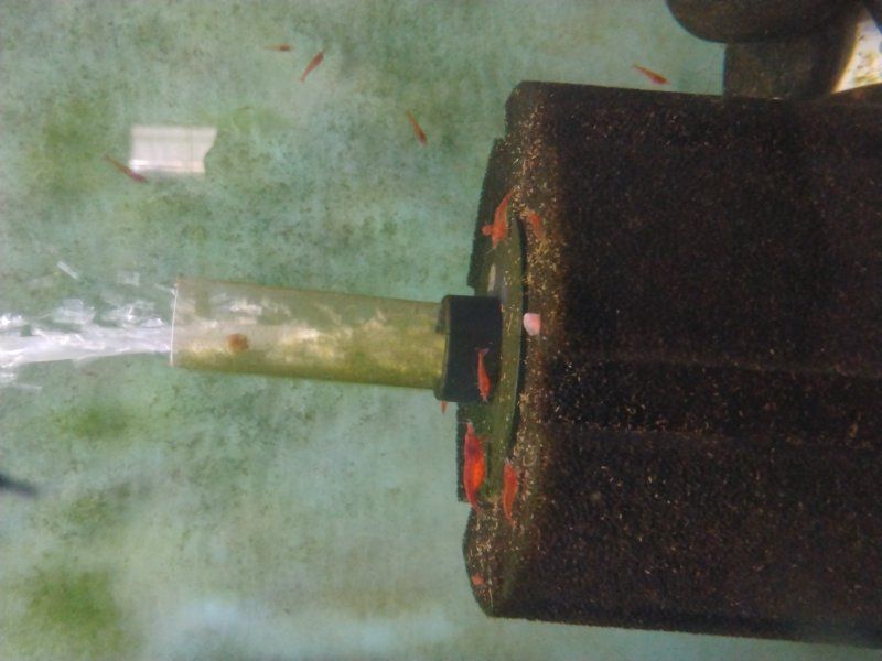 shrimp buy one get one free