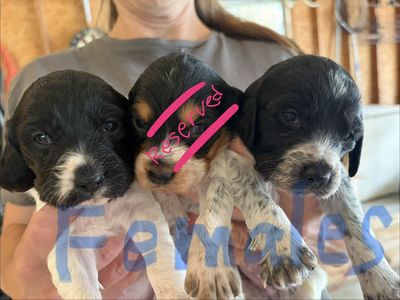 AKC Brittany Puppies