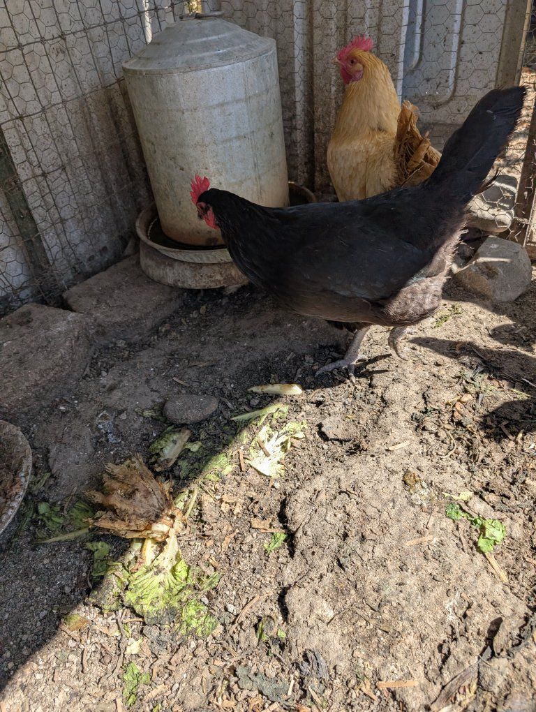 Variety of very prolific young laying hens