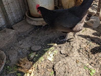 Variety of very prolific young laying hens